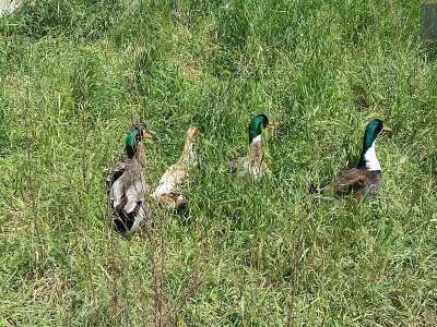 Balza all'occhio poi il collo verde smeraldo di alcune anatre che si fanno largo tra l'erba alta...
